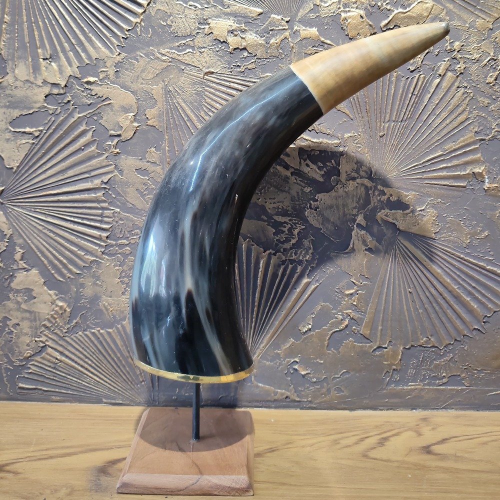 Buffalo 15 inch Long Natual Horn Decorative Showpiece Best for Home Decor