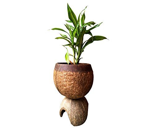 Natural Hand Crafted Coconut Shell Planter Bowl with Stand